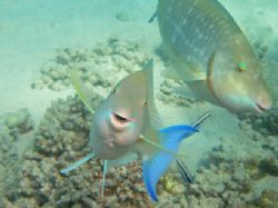 Very cute smiling parrot fish !! Taken with Olympus Mju 3... by Alex Tattersall 